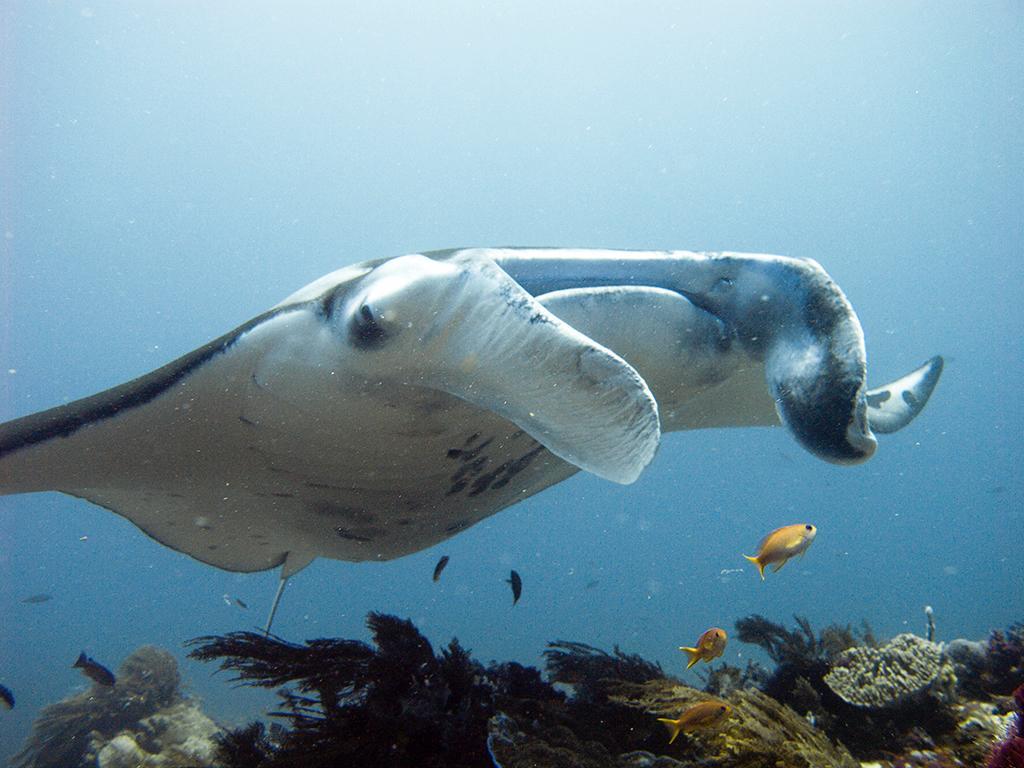 Blue Marlin Dive Komodo Labuan Bajo Esterno foto