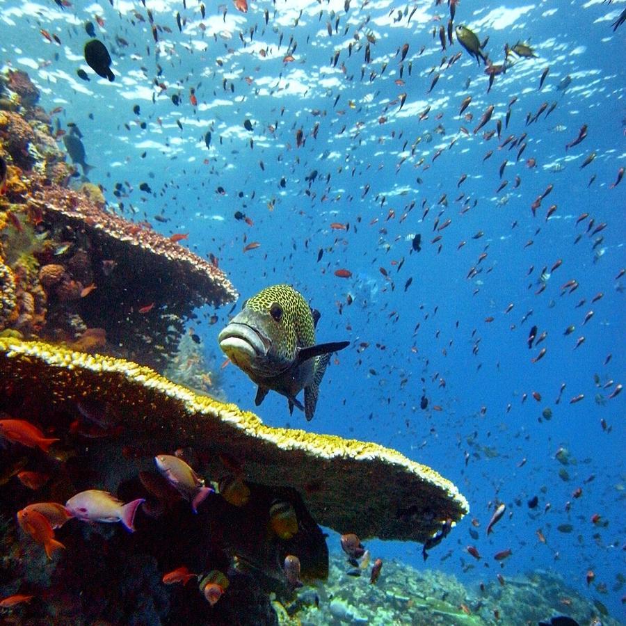 Blue Marlin Dive Komodo Labuan Bajo Esterno foto